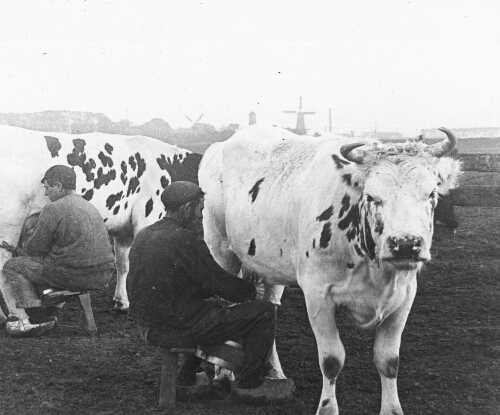 At Milking Time on a Dutch Farm