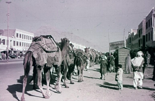 3A005 Camels in Kabul