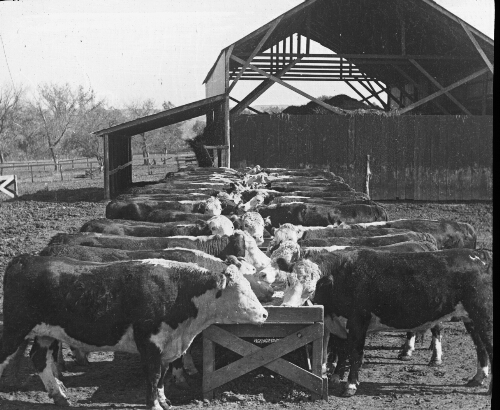 Feeding Hereford Cattle, Manhattan, Kansas