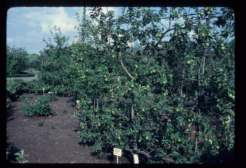 Trellised Apple Trees Botanical Gardens, Donetsk, USSR