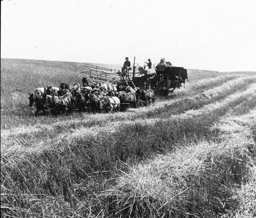 Combined Reaper and Thresher in the Field, Washington