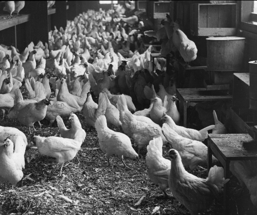 White Leghorn Hens on Egg Farm, Bound Brook, N.J.