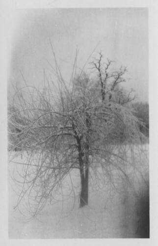 1.16.8-1: Tree in snow