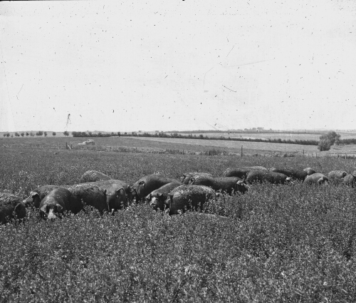 Poland China Hogs in an Alfalfa Pasture, Kansas