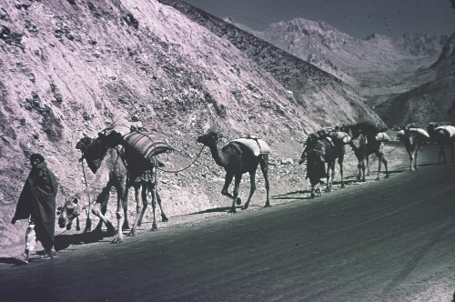 3A051 Camel caravan on the highway