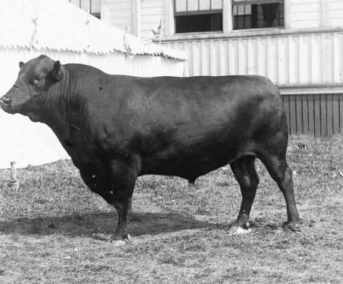 Aberdeen Angus, Noted Beef Breed, Scotland