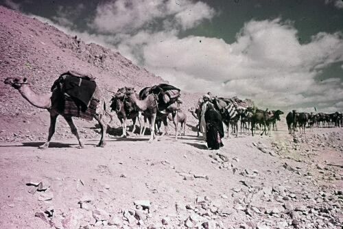 3A052 Kuchi Caravan on the Road to Bamiyan