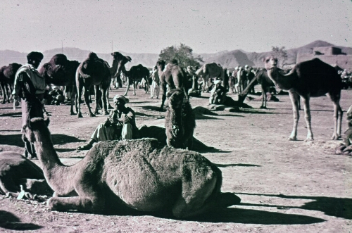 3A050 Camel Market
