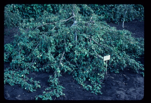 Flat Apple Trees Developed to Grow Under Plastic Sheets in Siberia, Botanical Gardens, Donetsk, USSR
