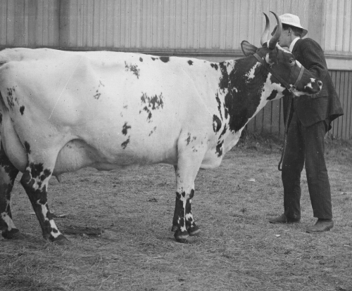 Ayrshire Type of Dairy Cattle, Scotland