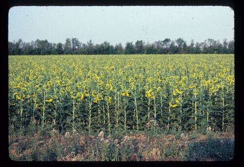 Sunflower Field Ukraine USSR