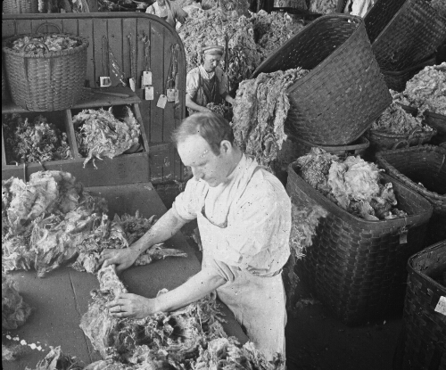 Sorting Wool after Cleaning and Washing, Lawrence, Mass.