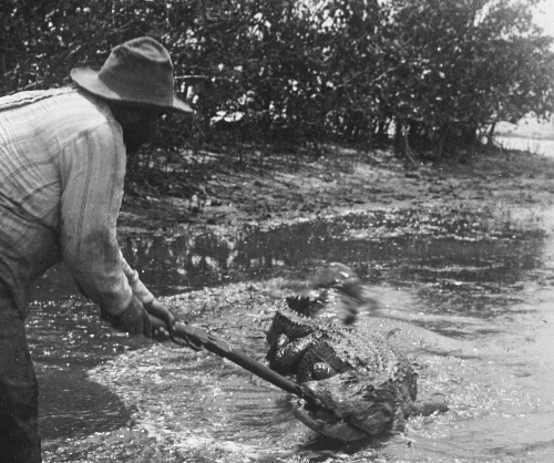 Battle With a Wounded Alligator, Palm Beach, Florida