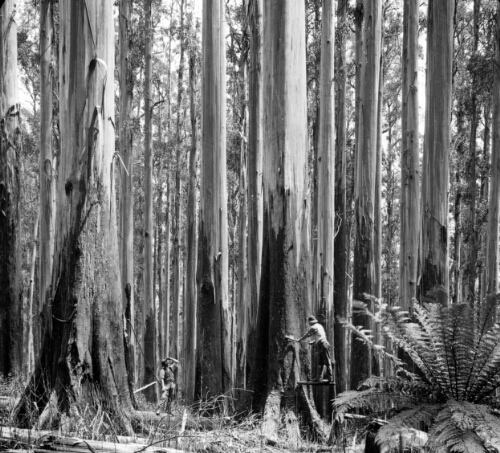 Giant Eucalyptus Trees, Victoria