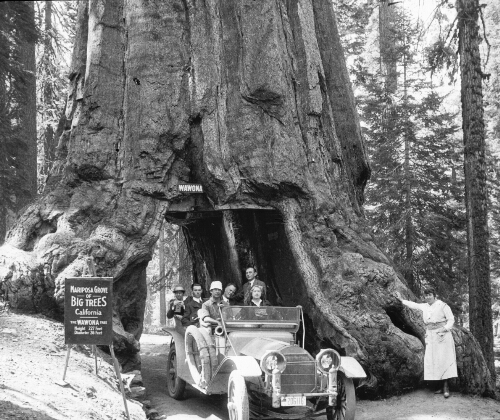 Wawona Tree, Mariposa Grove, Yosemite Valley