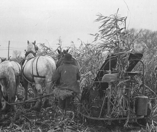 A Corn Harvester at Work in Indiana