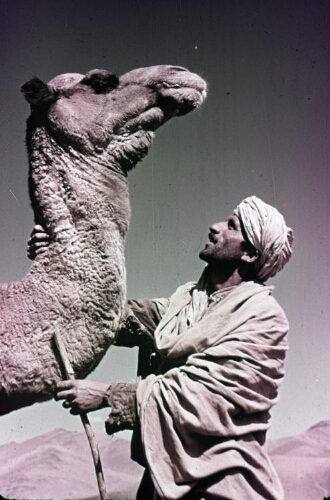 3A049 A man and his camel