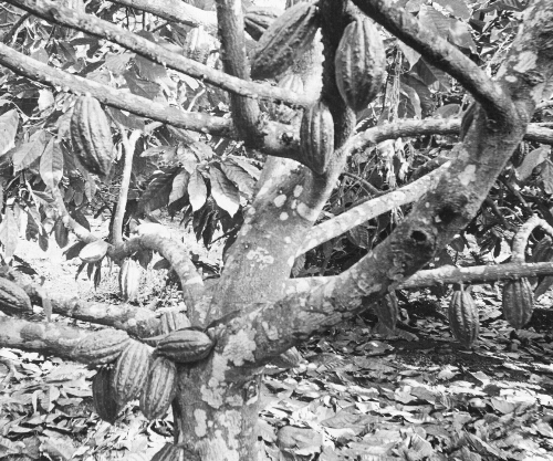 Cocoa Pods on Trees, Dominica, B. W. I.