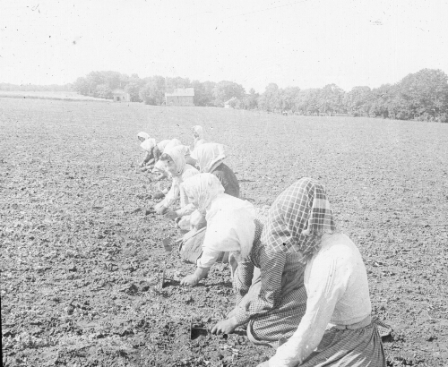 Women Weeding a Field of Sugar Beets, Sweden